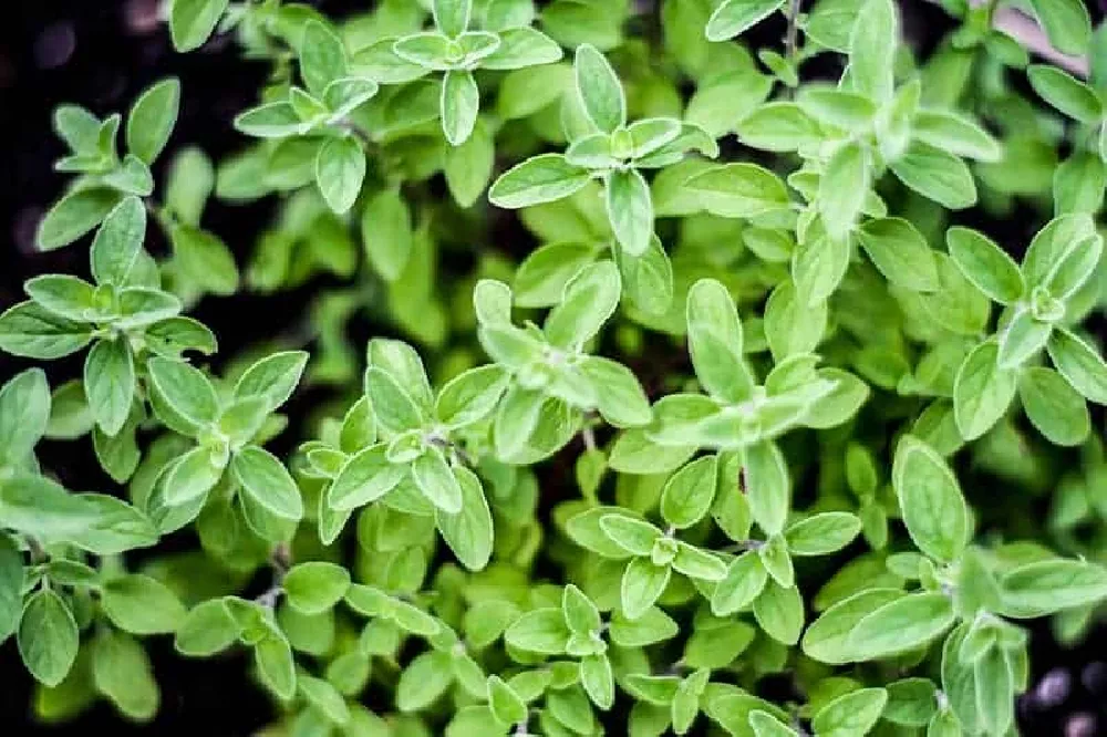 Sweet Marjoram