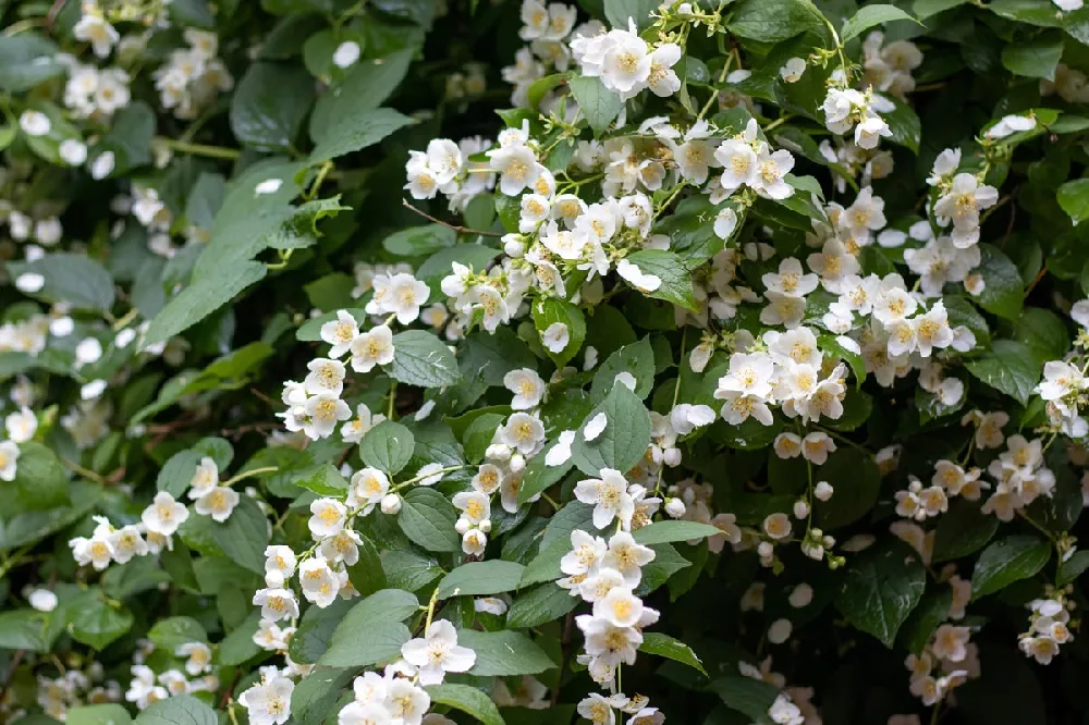 Sweet Mock Orange Shrub