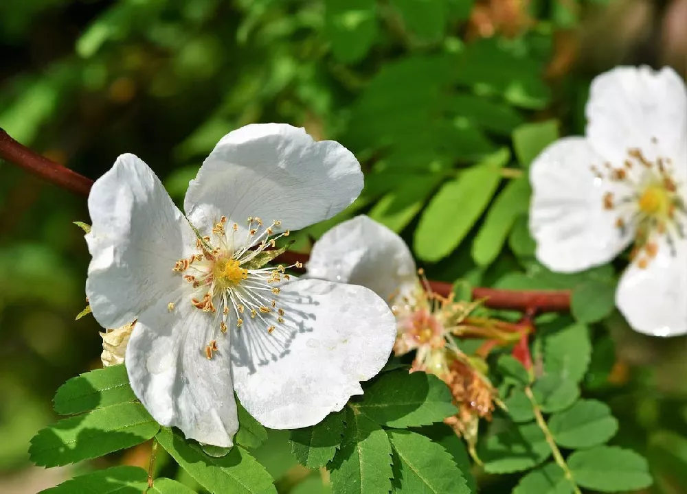 Sweet Mock Orange Shrub 2