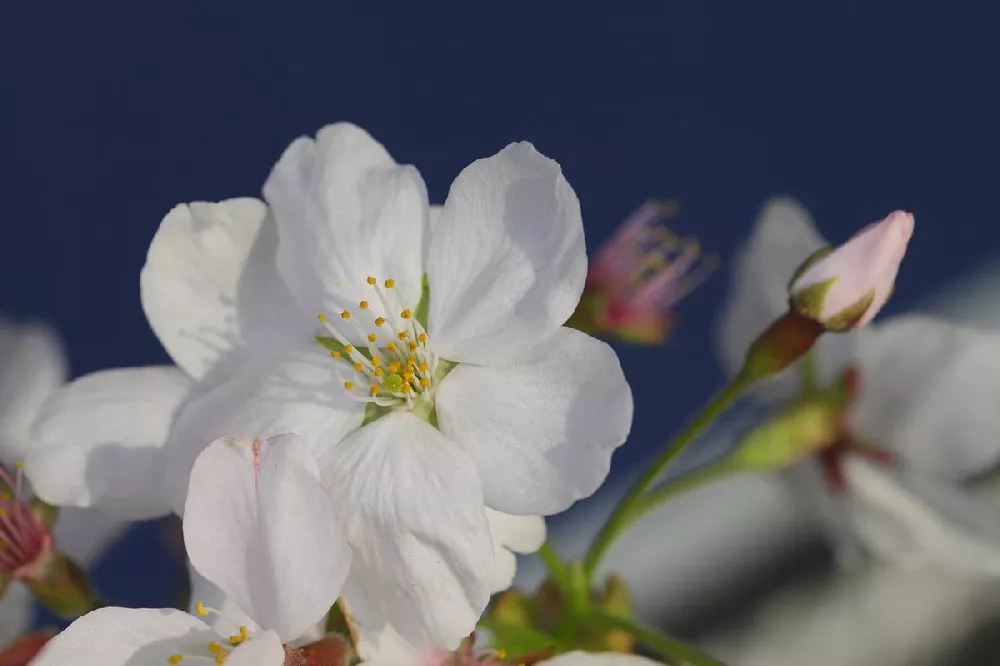 Sweet Mock Orange Shrub 3