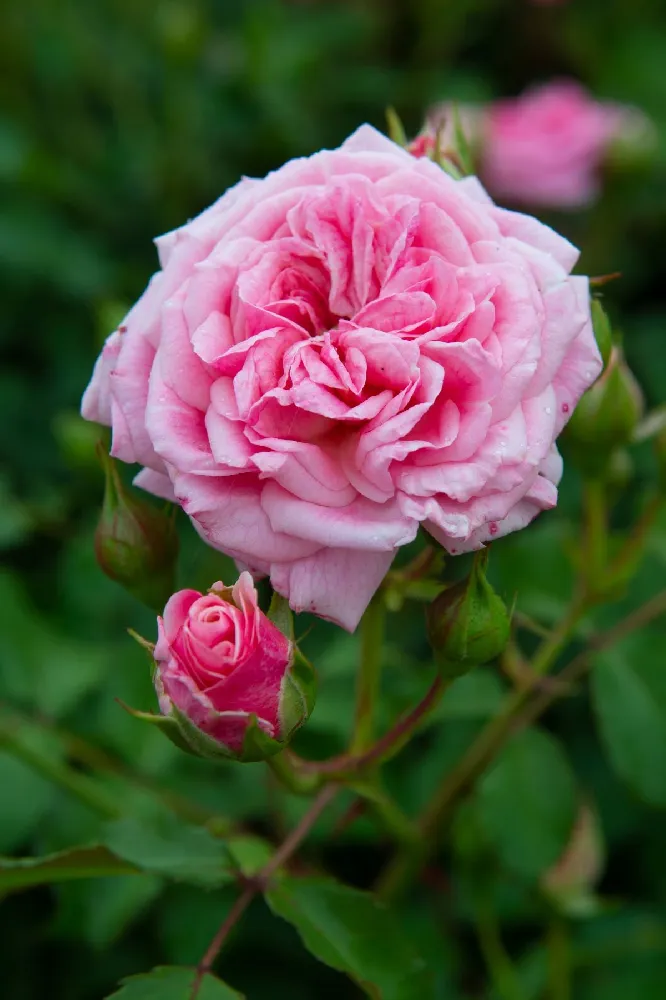 Sweet Drift® Rose