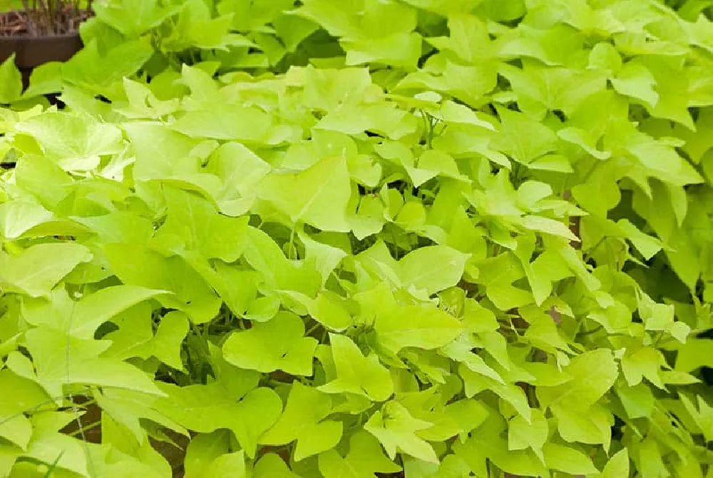 Sweet Potato Vine