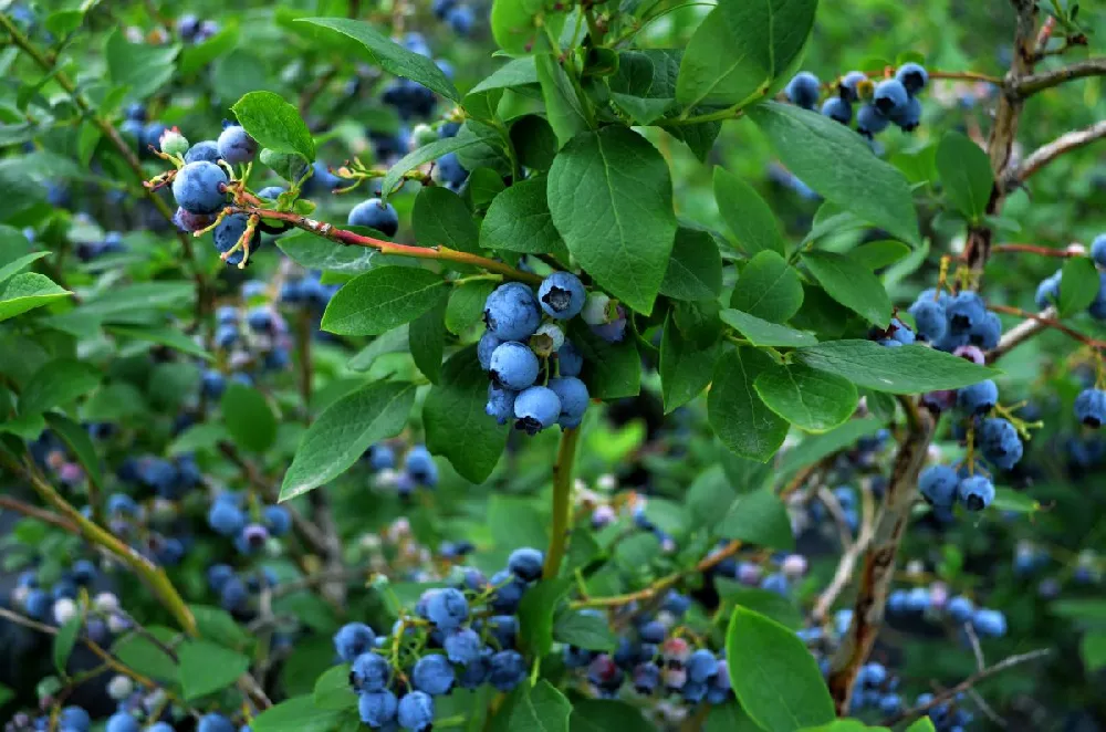 Sweetheart Blueberry Bush - USDA Organic