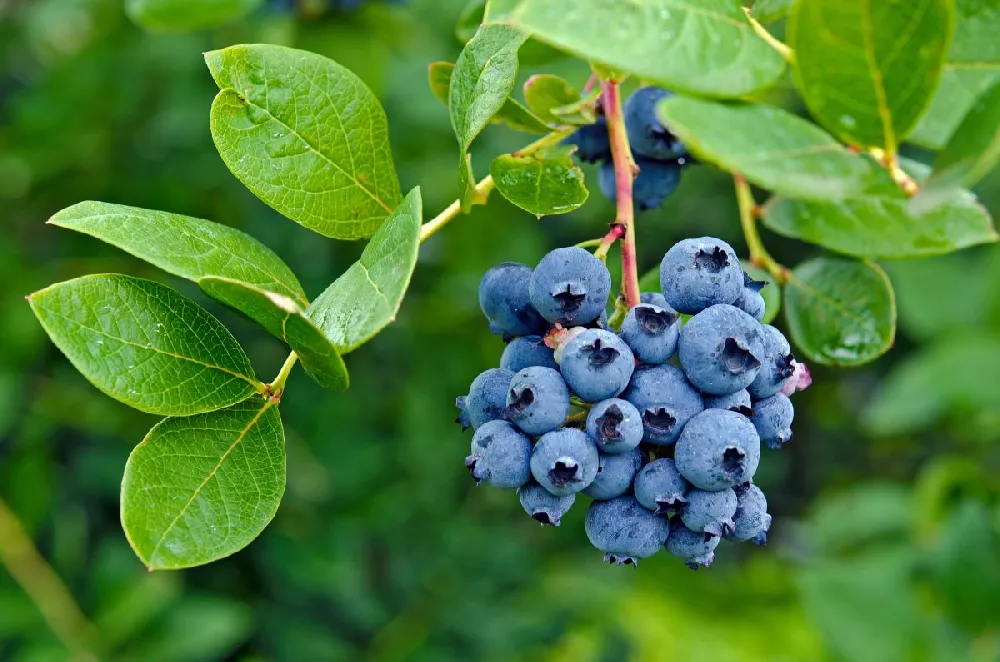 Sweetheart Blueberry Bush