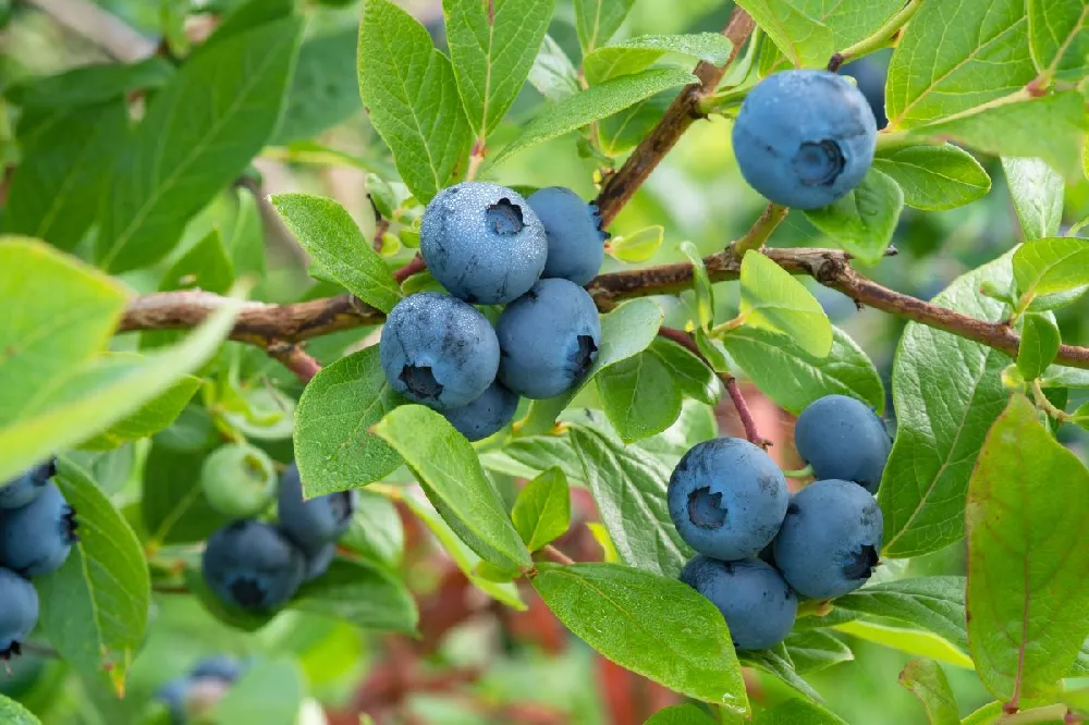 Sweetheart Blueberry Bush