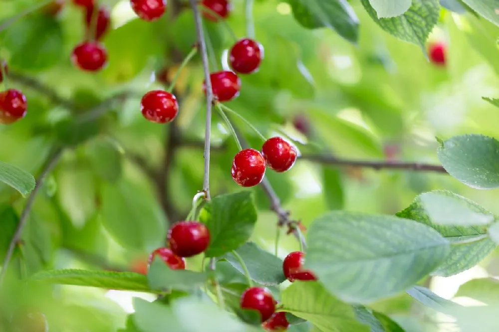 Sweetheart Cherry Tree