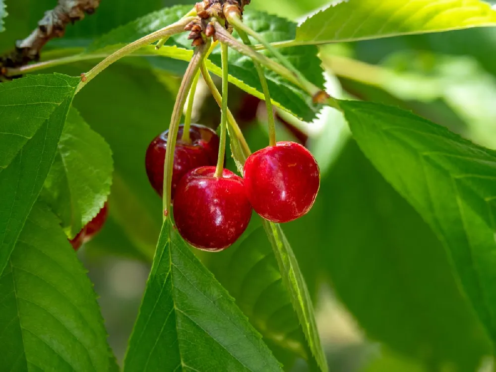 Sweetheart Cherry Tree