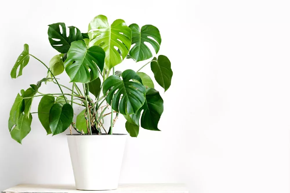 Monstera (Swiss Cheese Plant)