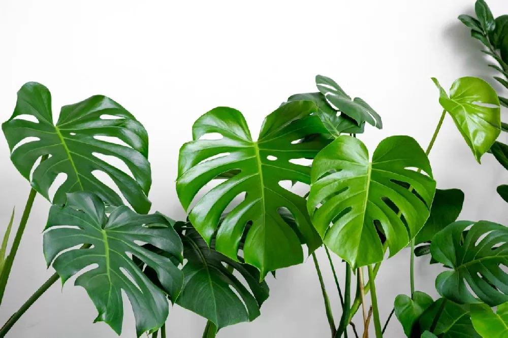 Monstera Deliciosa Cutting RARE FRUIT Bearing GIANT Mature Plant,  Guaranteed Over 2 Inches Thick Double Nodes New Leaves Fenestrated 