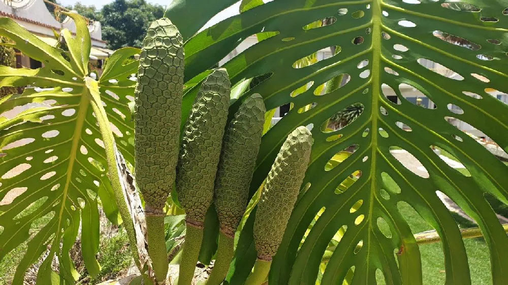 Monstera (Swiss Cheese Plant) leaves