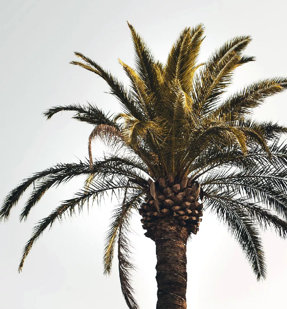 Sylvester Palm Trees 2