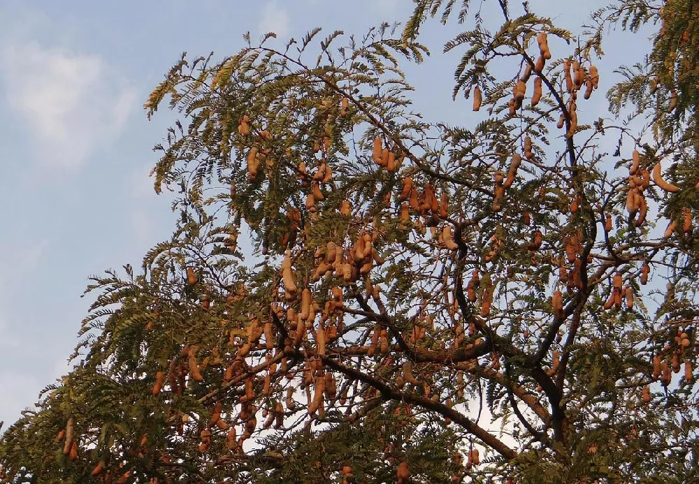 Tamarind Tree