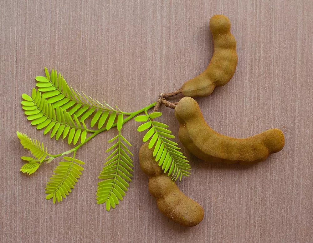 Tamarind and leaves