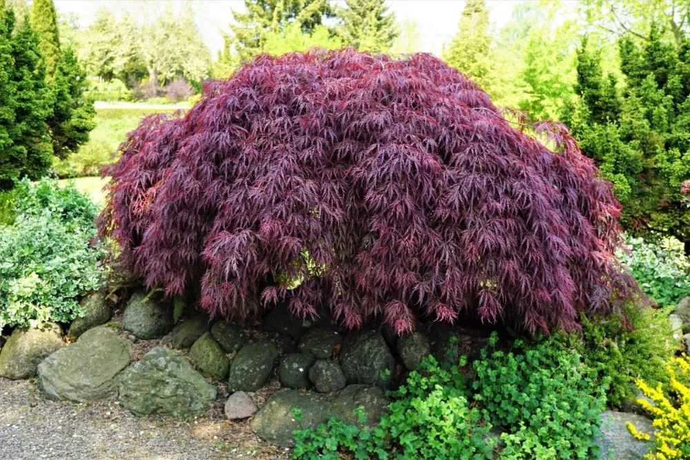 Tamukeyama Japanese Maple