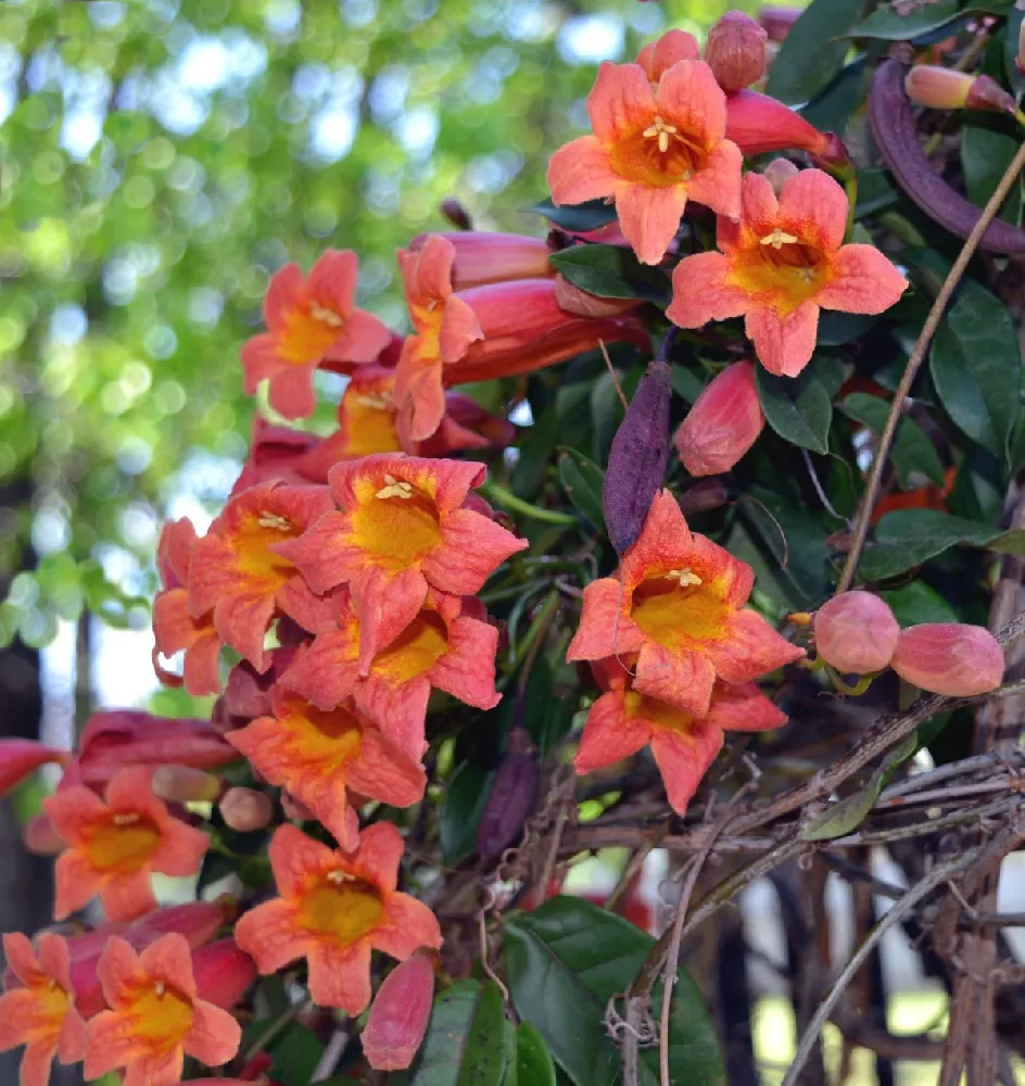 Tangerine Beauty Crossvine