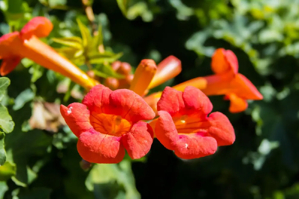 Tangerine Beauty Crossvine