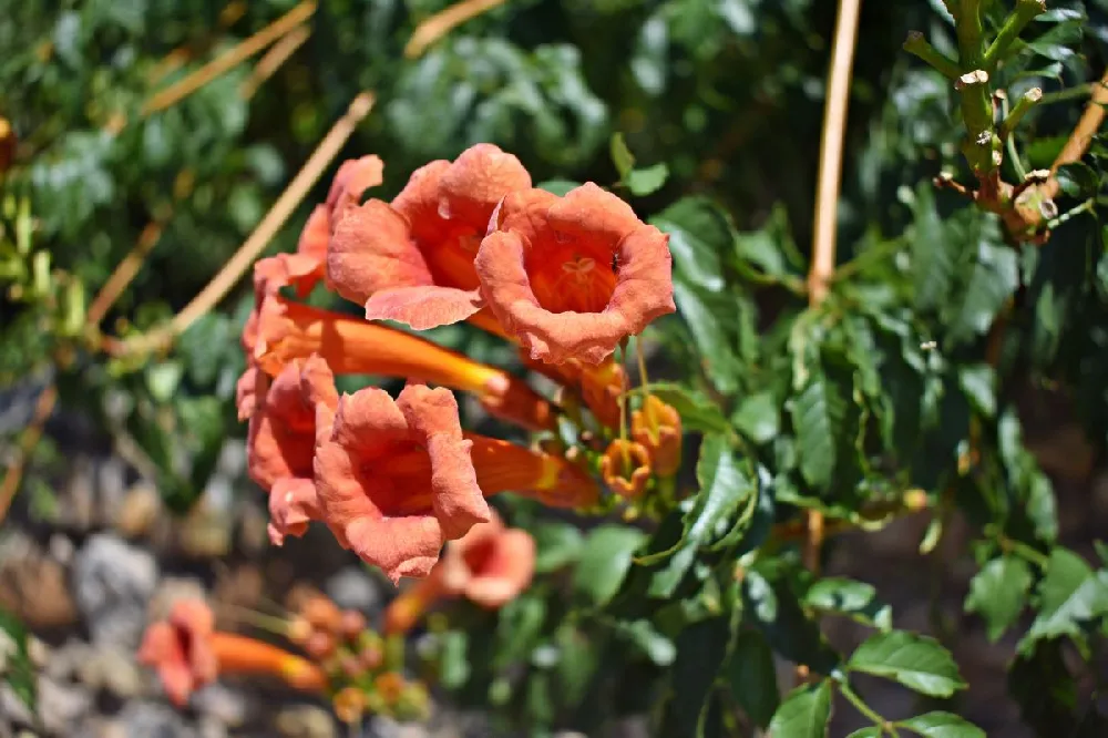 Tangerine Beauty Crossvine