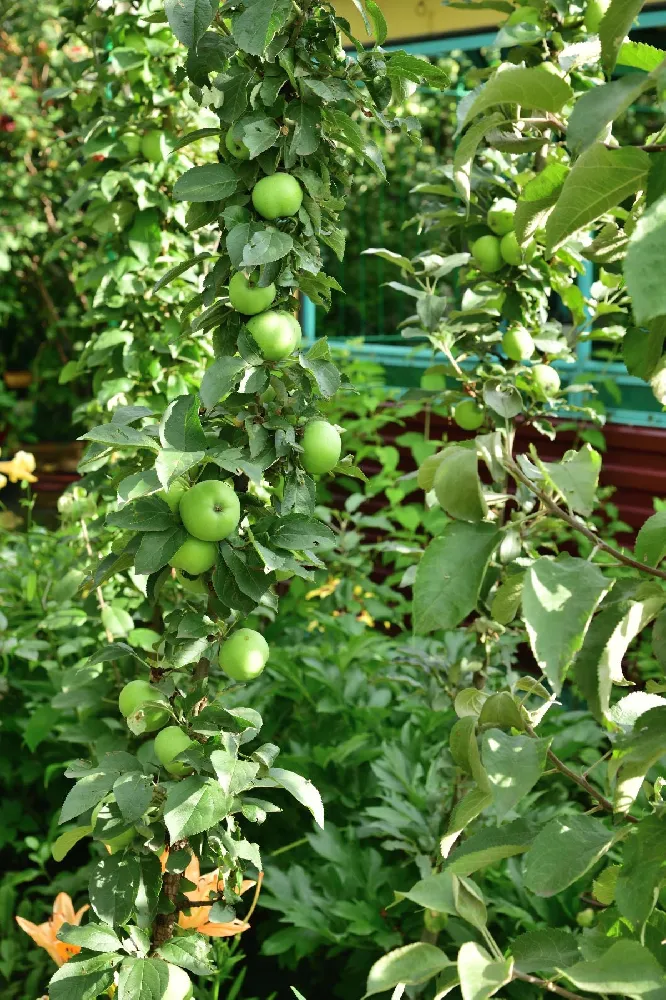 Tangy Green Columnar Apple