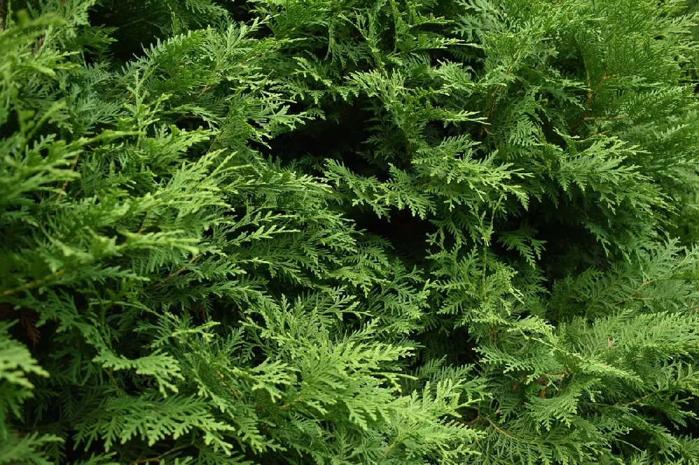 Techny Cold Hardy Thuja Tree 2