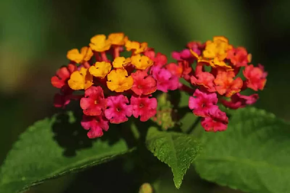 Texas Lantana