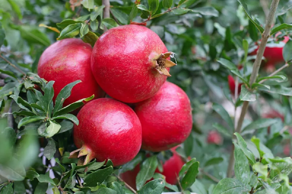 Texas Pink Pomegranate Tree