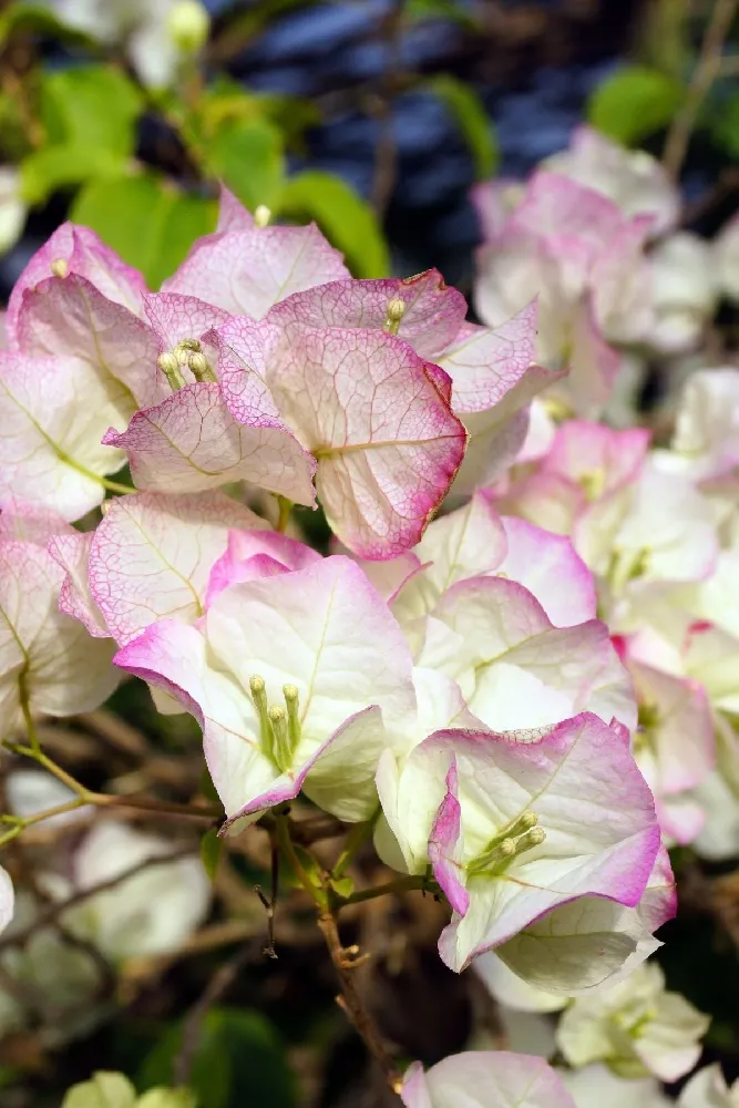 Thai Delight Bougainvillea