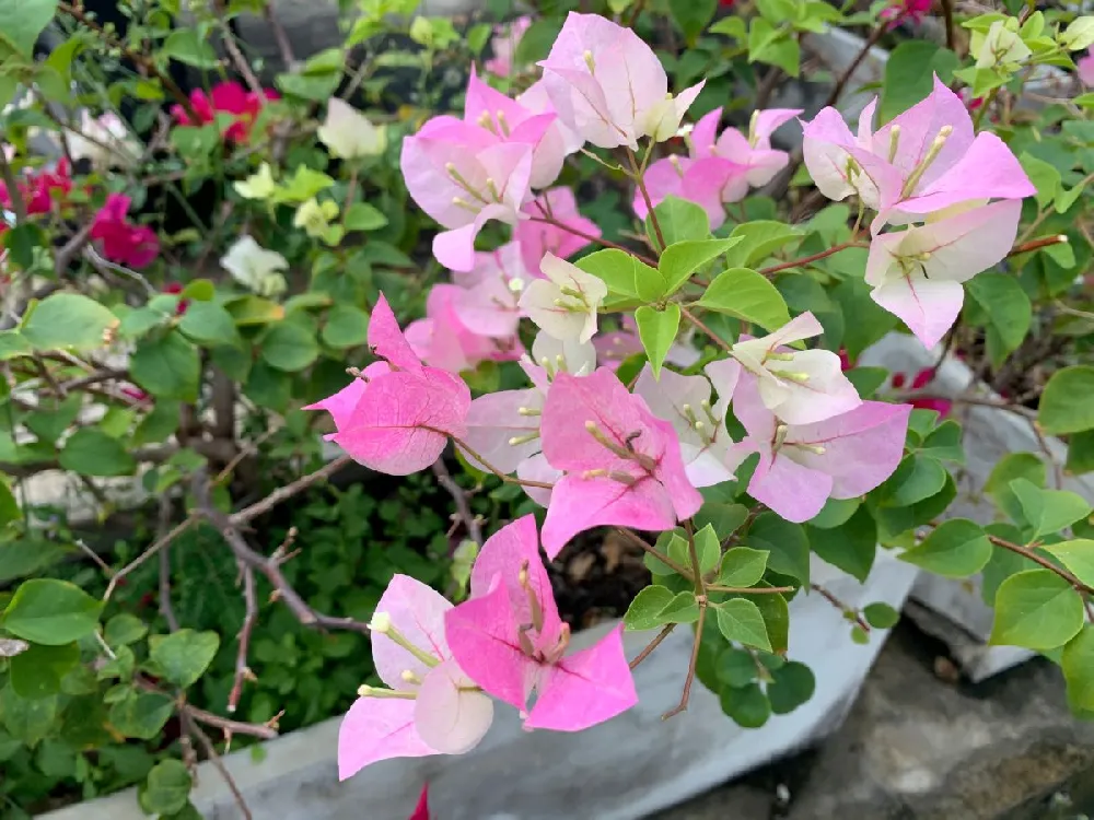 Thai Delight Bougainvillea