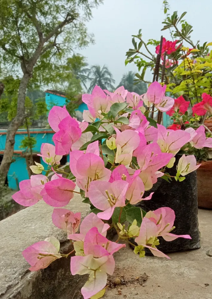 Thai Delight Bougainvillea