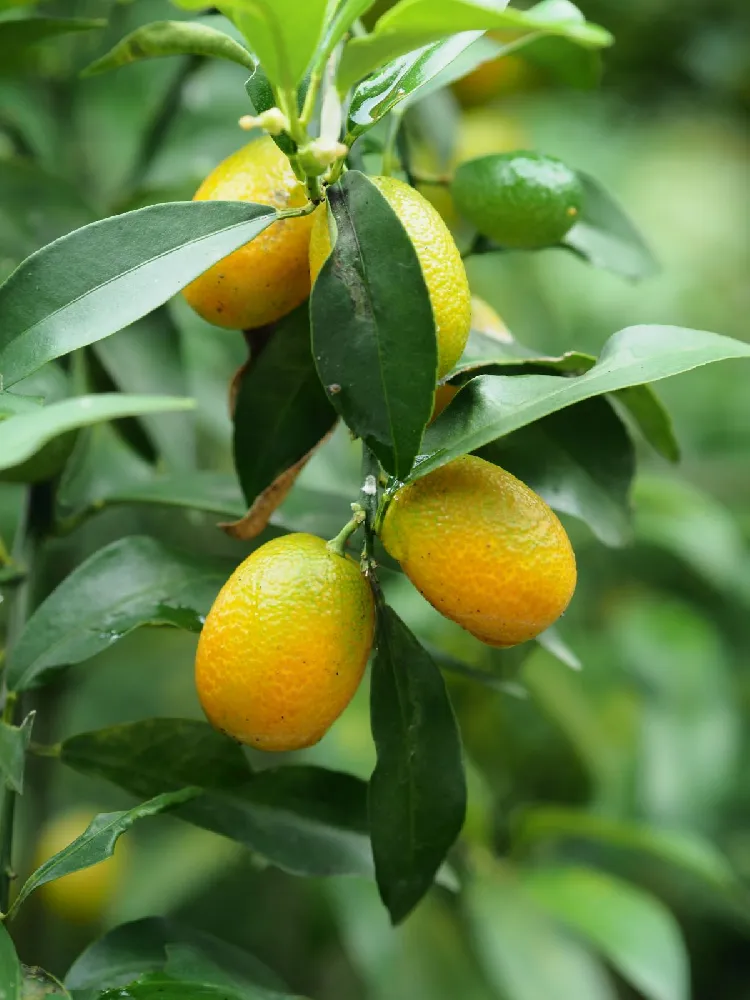 Nagami Kumquat Tree