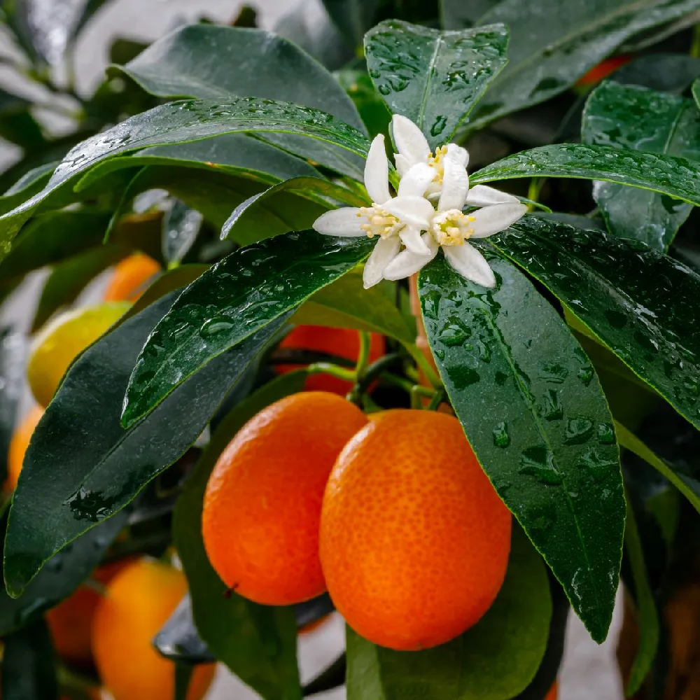 Nagami Kumquat Tree