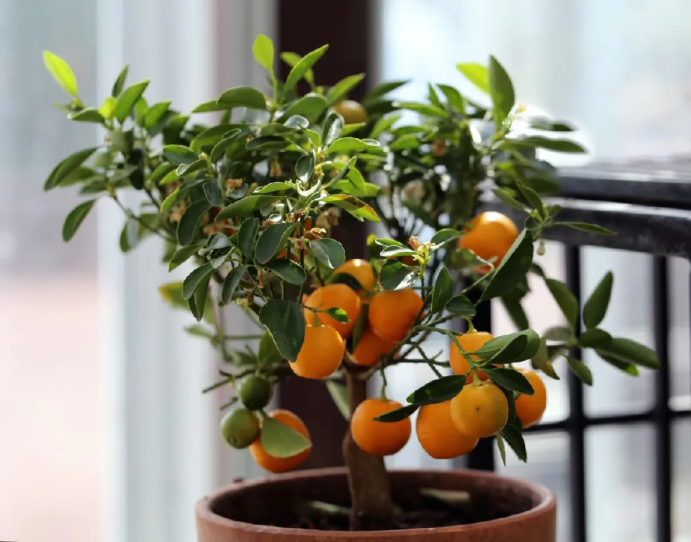 Nules Clementine Tree