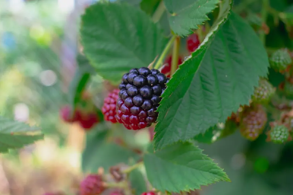 Thornless Blackberry