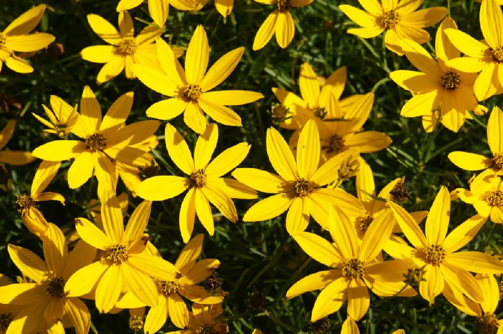 Threadleaf Coreopsis Plant