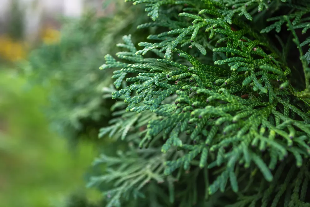 Thuja Green Giant leaves