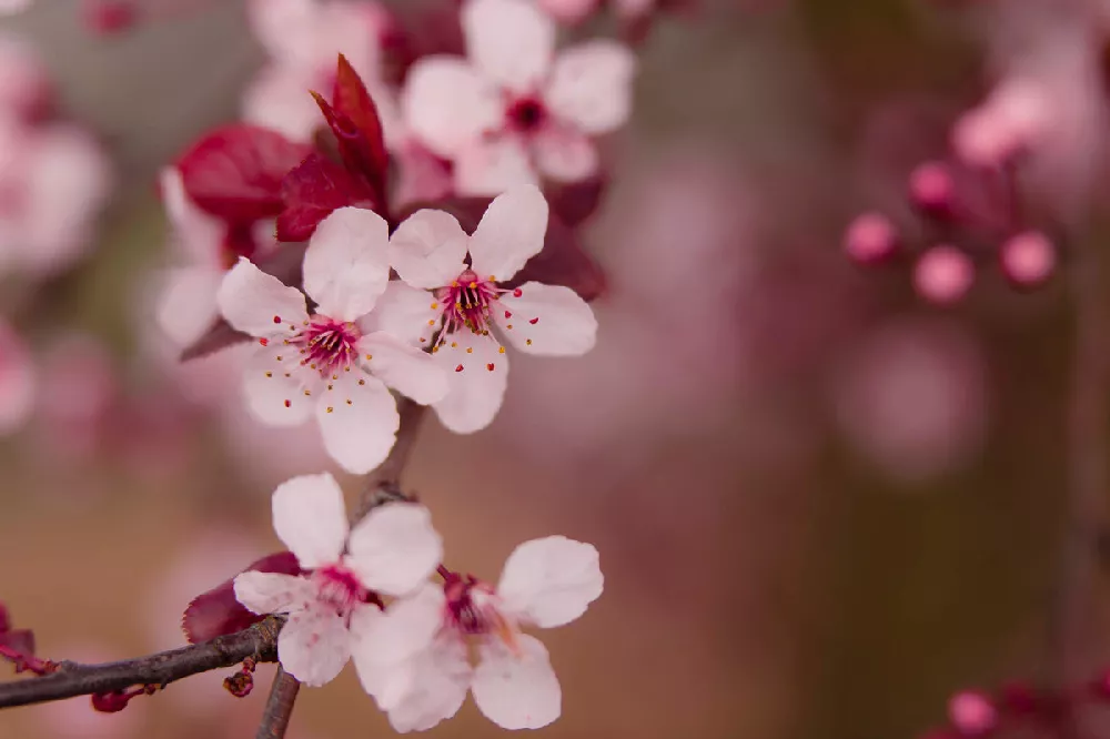 Thundercloud-Plum-Tree