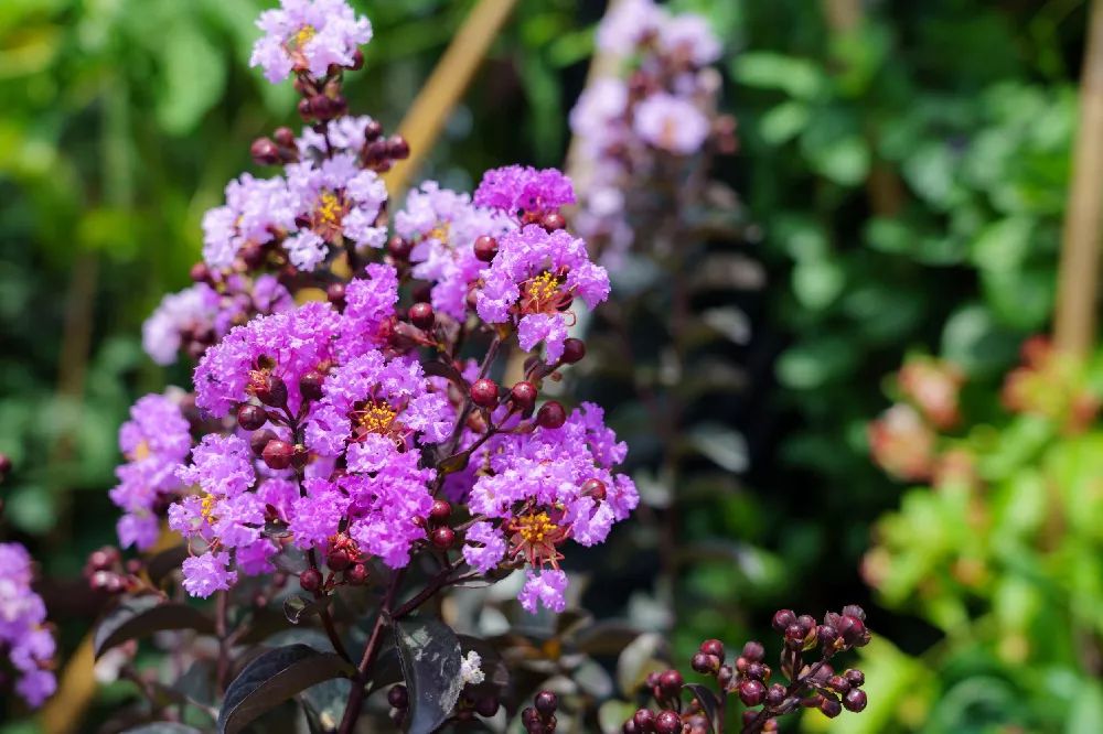 Thunderstruck™ Lavender Blast™ Crape Myrtle Tree