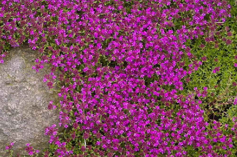 Purple Creeping Thyme