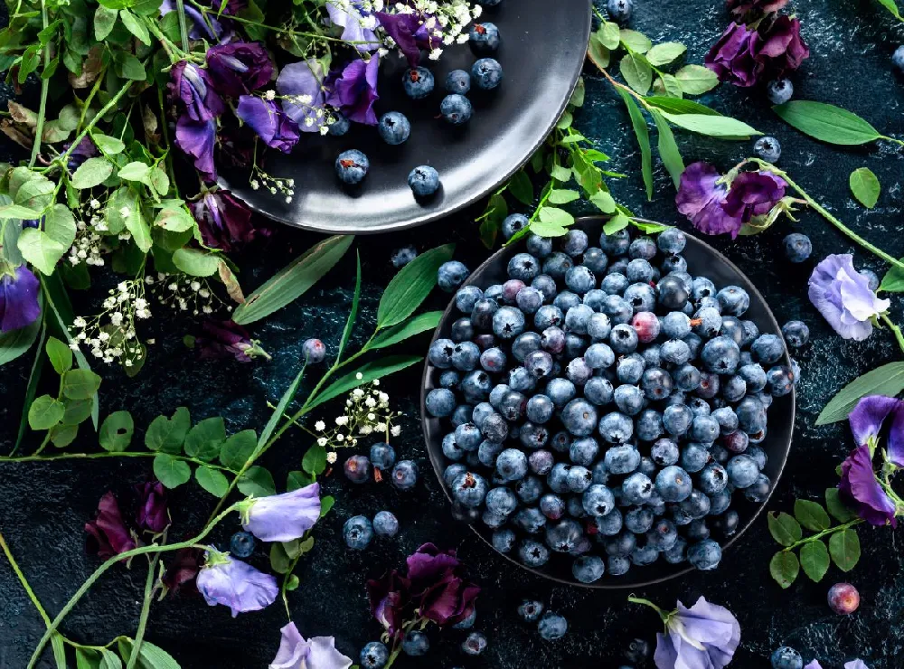 Tifblue Blueberry - USDA Organic