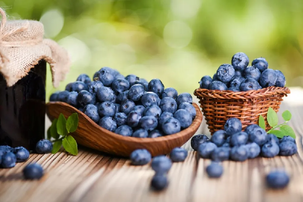 Tifblue Blueberry - USDA Organic