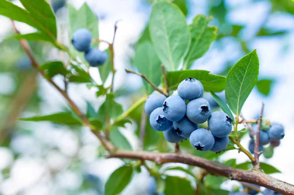 Tifblue Blueberry Bush