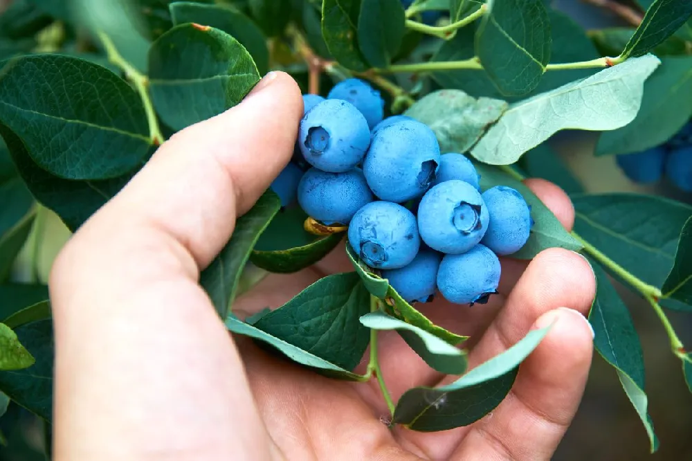 Tifblue Blueberry Bush