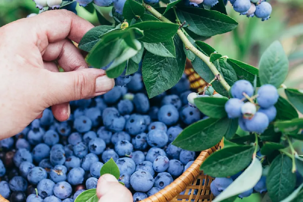 Tifblue Blueberry Bush