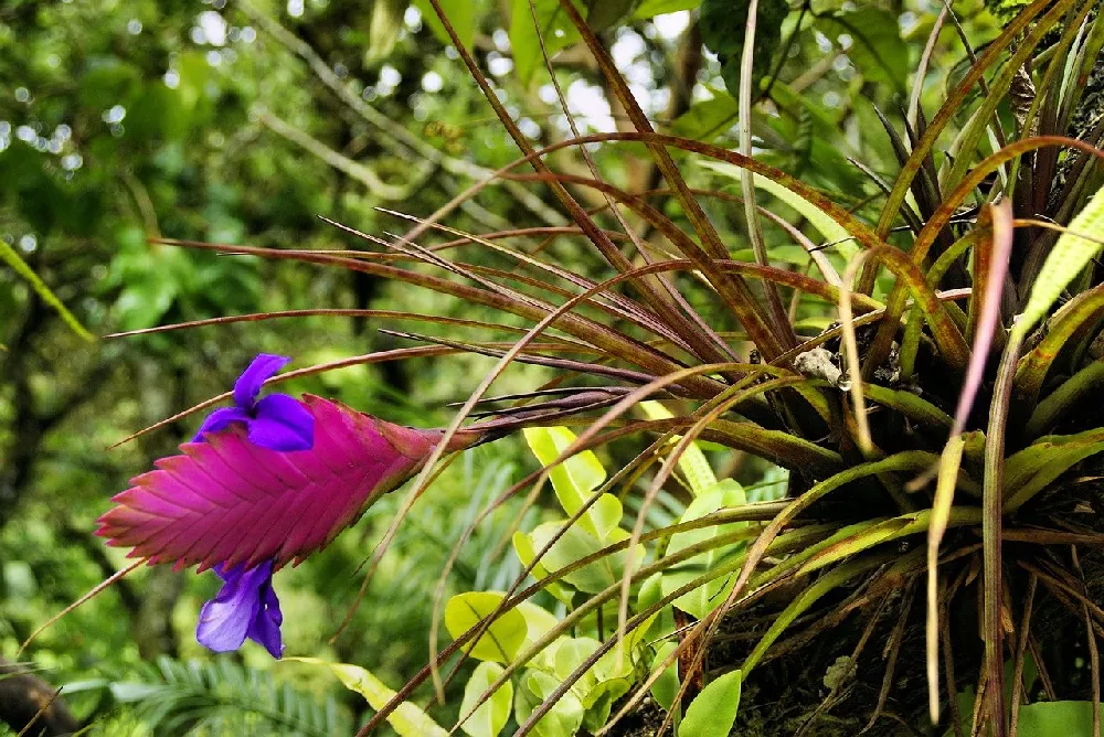 Flowering Air Plants