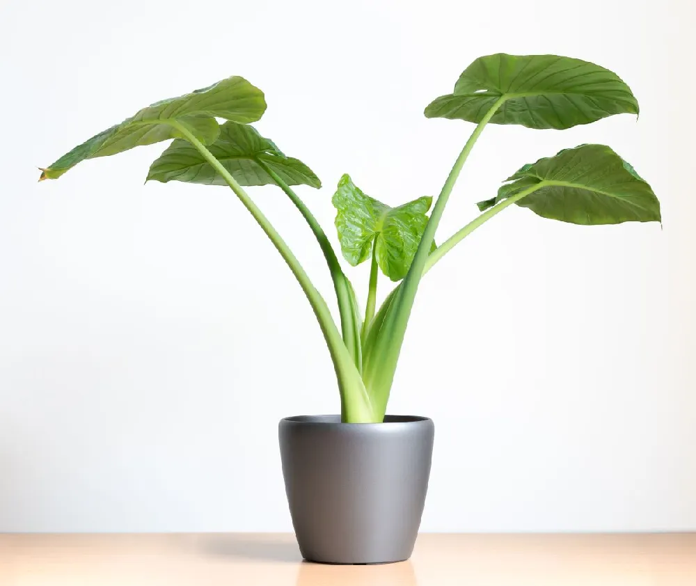 Tiny Dancer Alocasia Plant