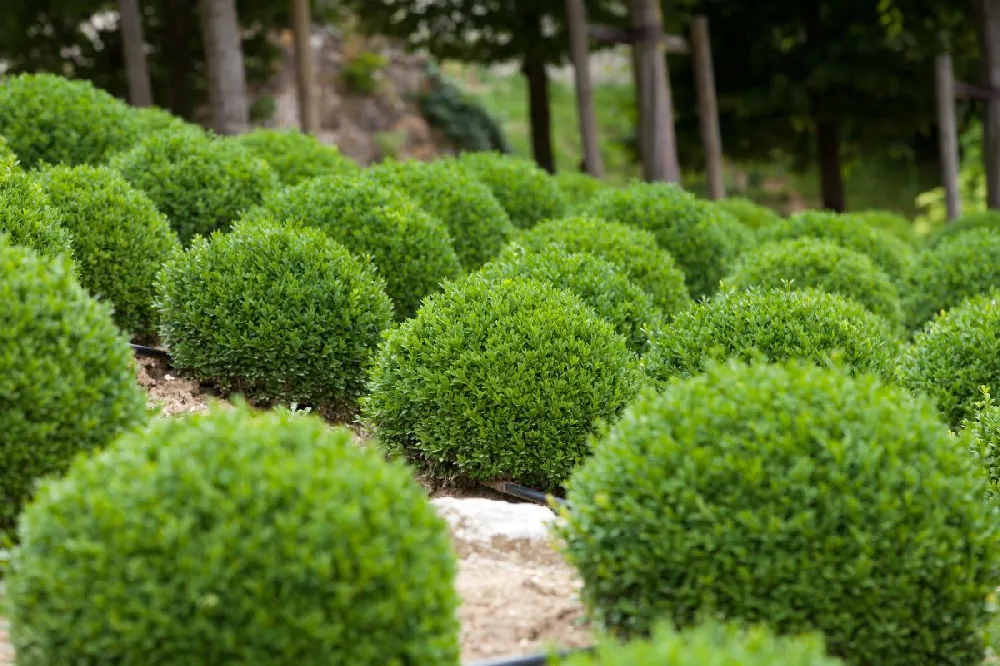 Titan Boxwood Shrub