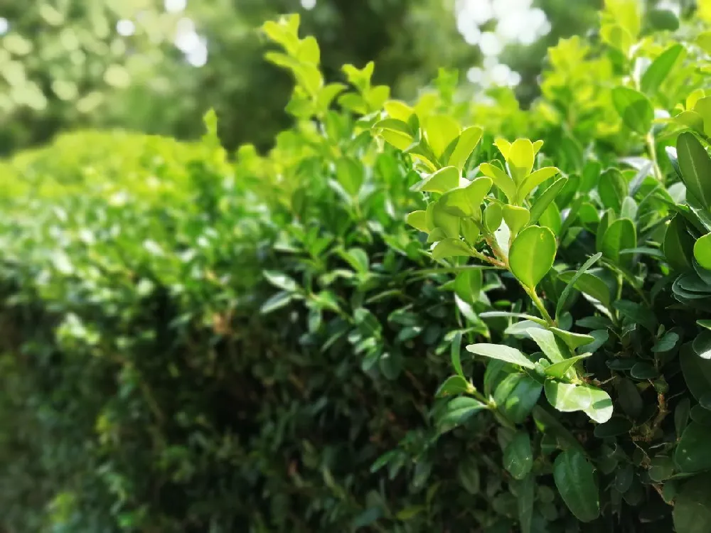 Titan Boxwood Shrub