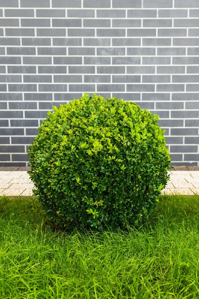 Titan Boxwood Shrub