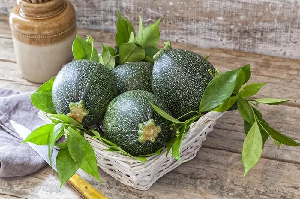 Tondo di Nizza Zucchini