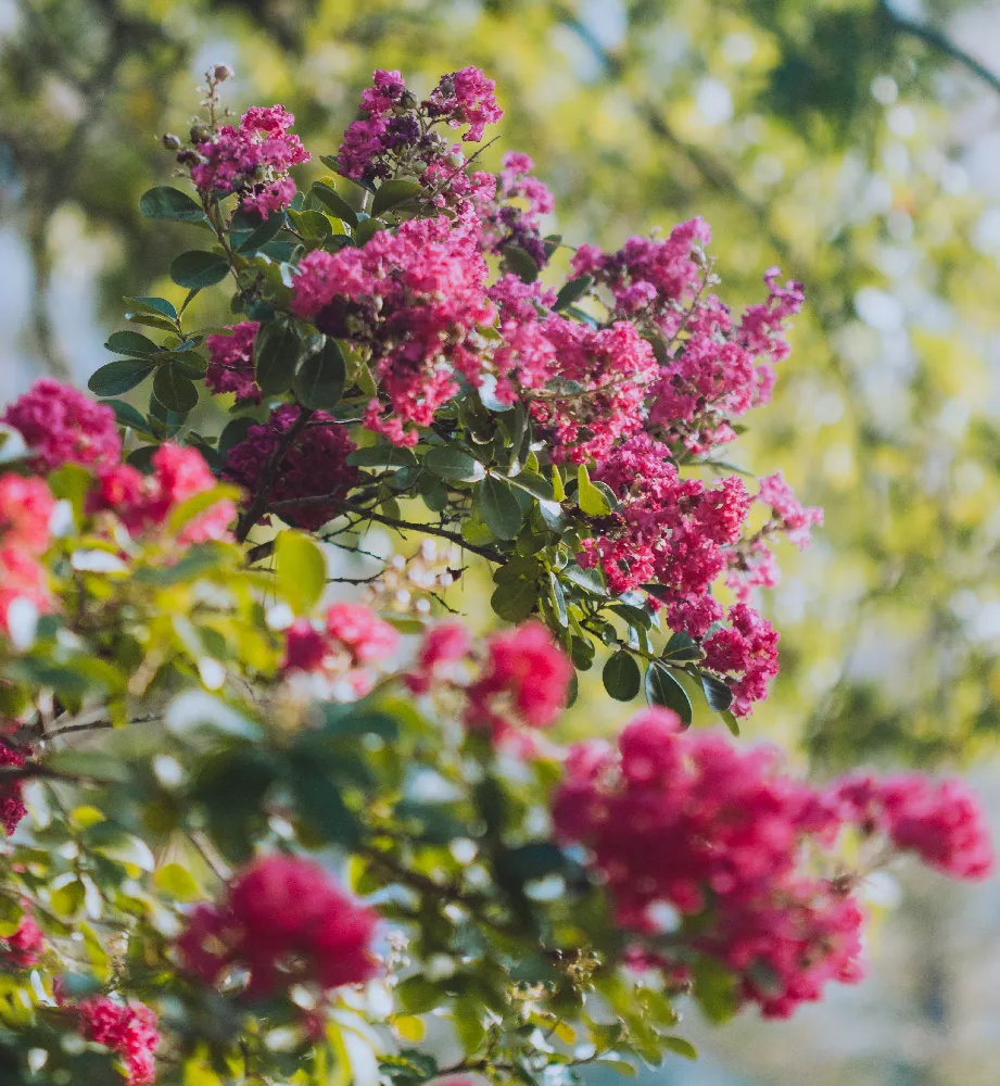 Tonto Crape Myrtle Tree