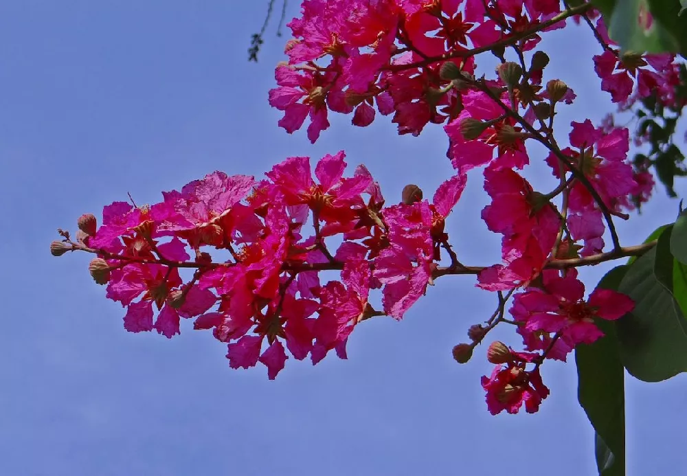 Tonto Crape Myrtle Tree